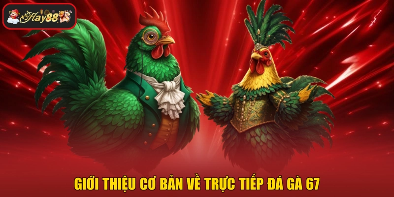 Giới thiệu cơ bản về trực tiếp đá gà 67