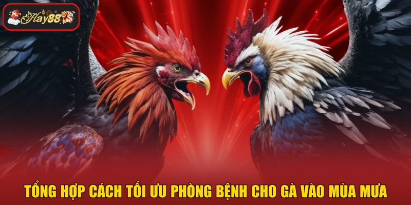 Tổng hợp cách tối ưu phòng bệnh cho gà vào mùa mưa
