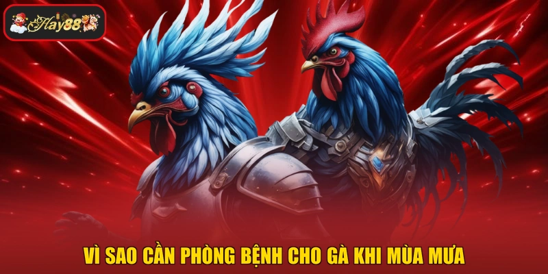 Vì sao cần phòng bệnh cho gà khi mùa mưa